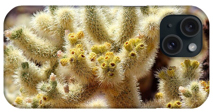 Teddy Bear Cholla iPhone Case featuring the photograph Blooming Cholla by Leigh Meredith
