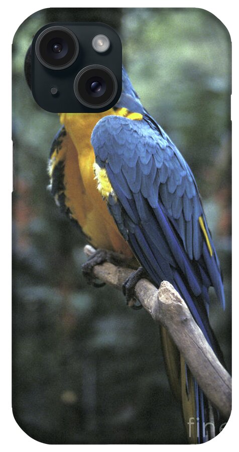 Honduras iPhone Case featuring the photograph Blue and Gold Macaw Honduras by John Mitchell