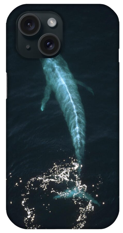 Mp iPhone Case featuring the photograph Blue Whale Balaenoptera Musculus Aerial by Flip Nicklin
