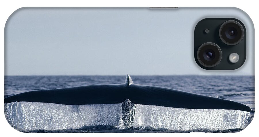 00080927 iPhone Case featuring the photograph Blue Whale Tail In Sea Of Cortez Mexico by Flip Nicklin