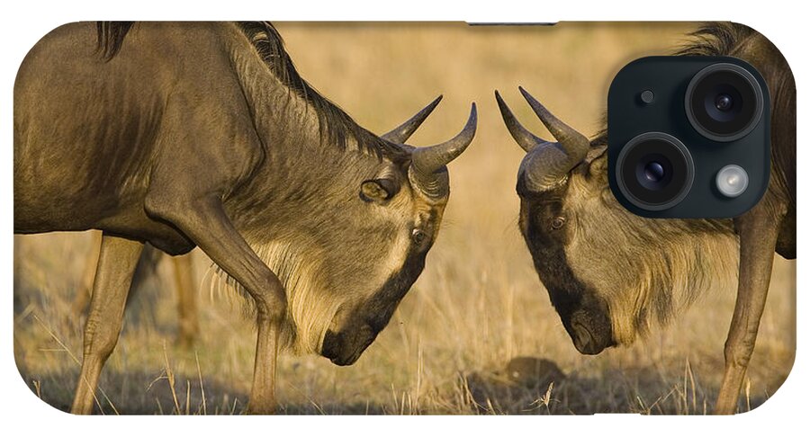 00784111 iPhone Case featuring the photograph Blue Wildebeest Bulls Fighting Masai by Suzi Eszterhas
