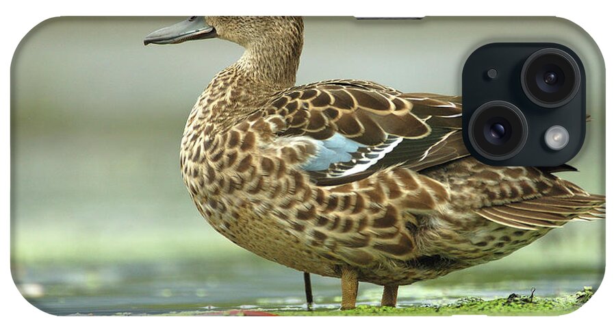 Mp iPhone Case featuring the photograph Blue-winged Teal Anas Discors Female by Scott Leslie