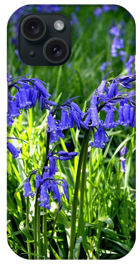 Staffordshire iPhone Case featuring the photograph Bluebell Cluster by Rod Johnson