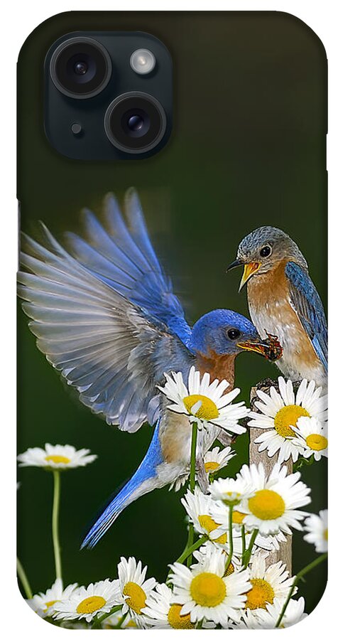 Bluebirds Daisies iPhone Case featuring the photograph Bluebirds Picnicking In The Daisies by Randall Branham