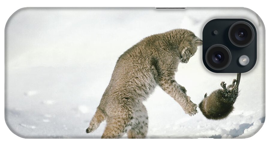 Mp iPhone Case featuring the photograph Bobcat Lynx Rufus Hunting Muskrat by Michael Quinton