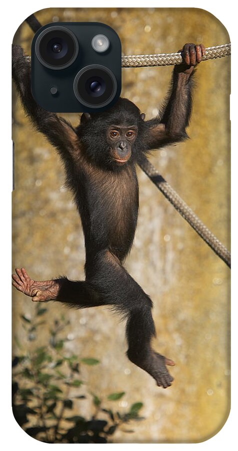 Baby iPhone Case featuring the photograph Bonobo Pan Paniscus Baby Playing by San Diego Zoo