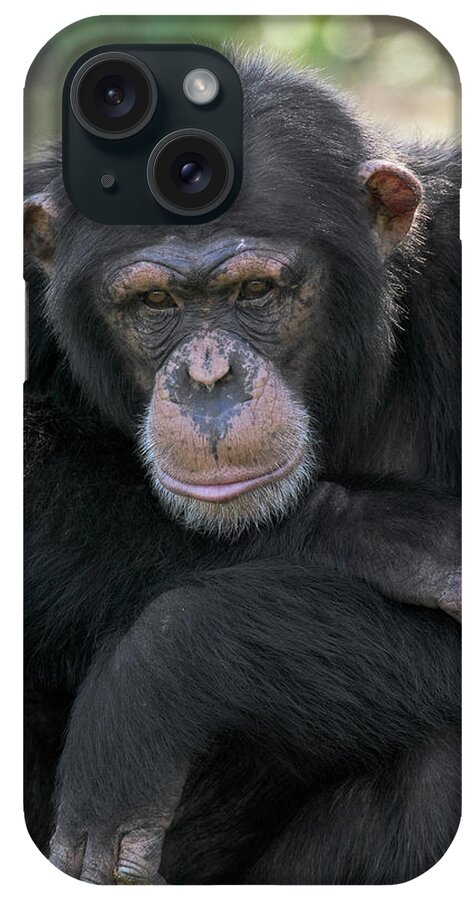 Mp iPhone Case featuring the photograph Bonobo Pan Paniscus Portrait, La Vallee by Cyril Ruoso