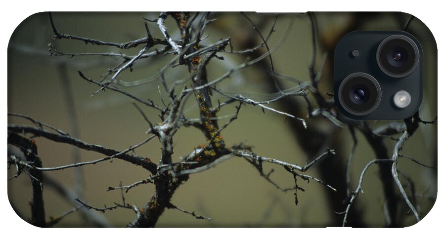 Branches iPhone Case featuring the photograph Branches by One Rude Dawg Orcutt