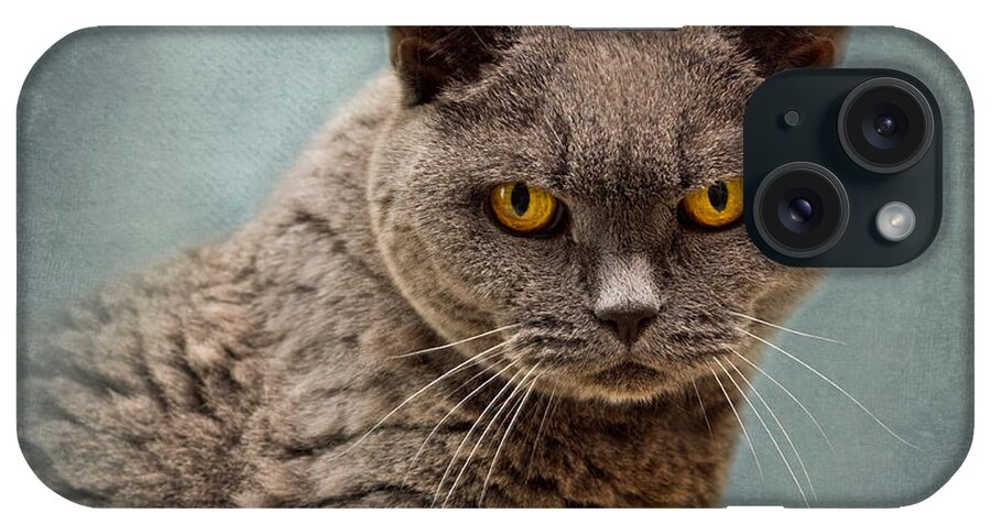 Cat iPhone Case featuring the photograph British Blue Shorthaired Cat by Louise Heusinkveld