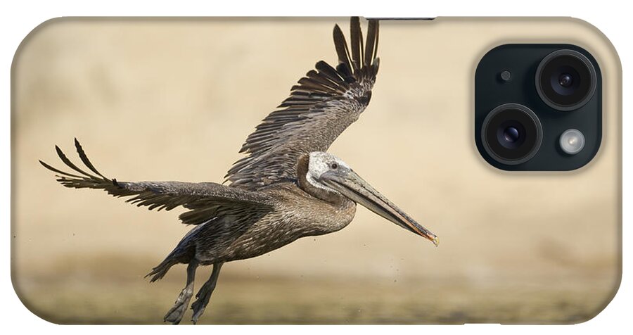 00429745 iPhone Case featuring the photograph Brown Pelican Landing In Lagoon Santa by Sebastian Kennerknecht