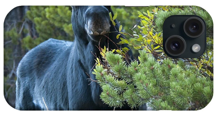 Moose iPhone Case featuring the photograph Bull Moose by Gary Beeler