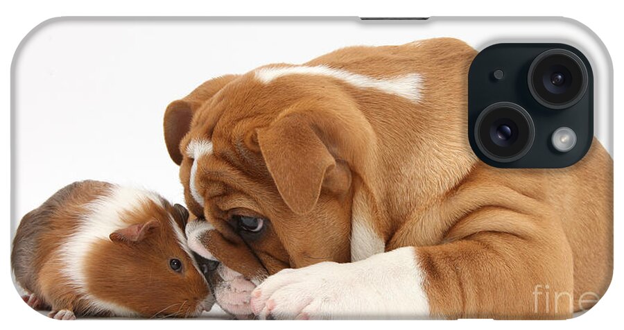 Nature iPhone Case featuring the photograph Bulldog Pup And Guinea Pig by Mark Taylor