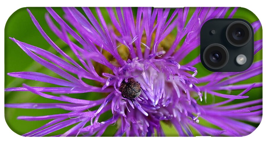Bug iPhone Case featuring the photograph Buried in Purple by Scott Gould