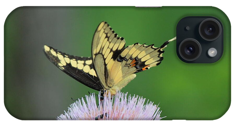 Butterfly iPhone Case featuring the photograph Butterflies Are Free by Kathy White