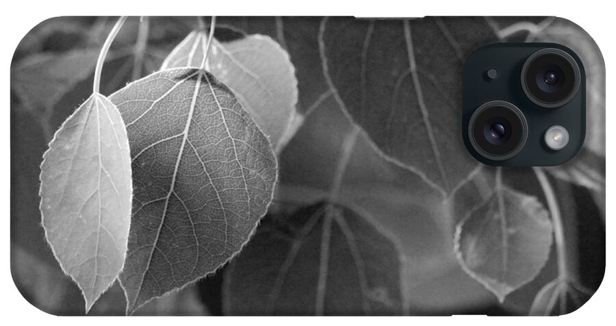 Poplar iPhone Case featuring the photograph BW Poplar Leaves by Mark J Seefeldt