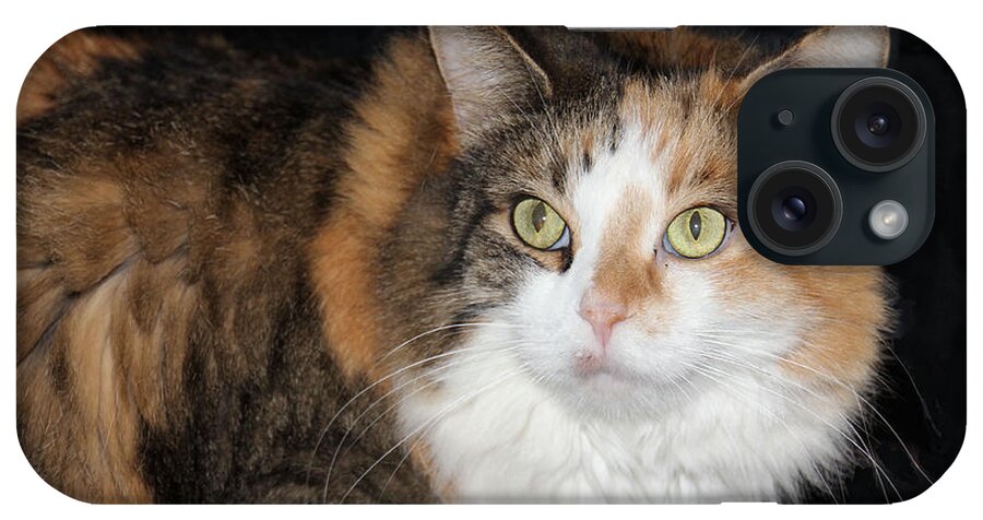 Cat iPhone Case featuring the photograph Calico Cat by Rosalie Scanlon