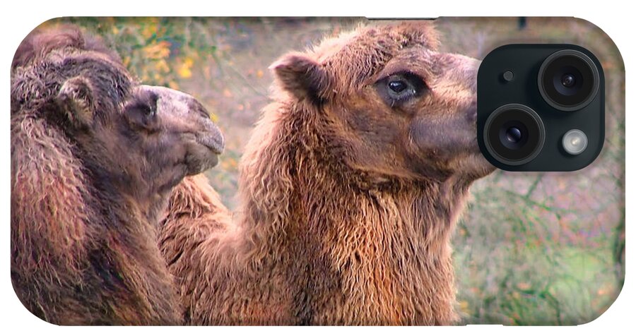 Camels Canvas Prints iPhone Case featuring the photograph Calm Camels by Wendy McKennon