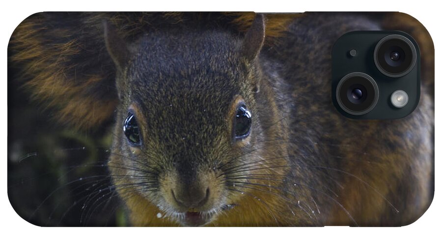 Squirrel iPhone Case featuring the photograph Can I eat the Camera by Heiko Koehrer-Wagner