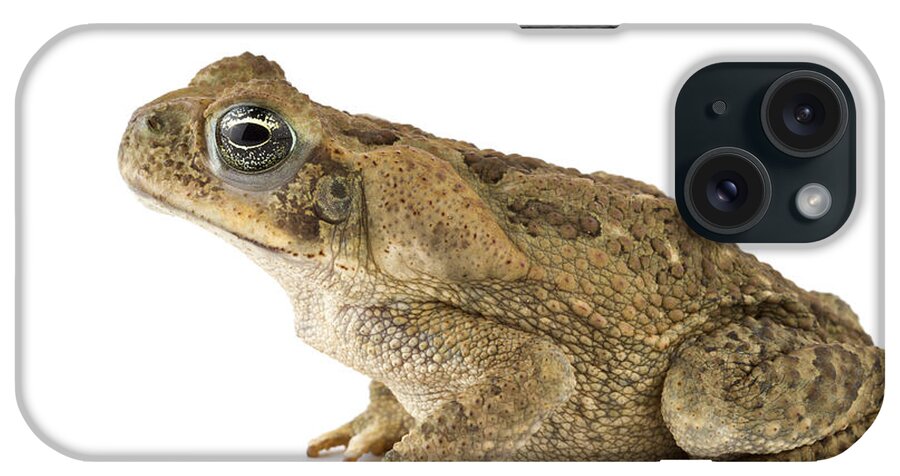 00478907 iPhone Case featuring the photograph Cane Toad La Selva Costa Rica by Piotr Naskrecki
