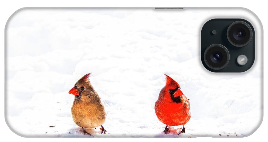 Cardinals iPhone Case featuring the photograph Cardinal Couple II by Tamyra Ayles