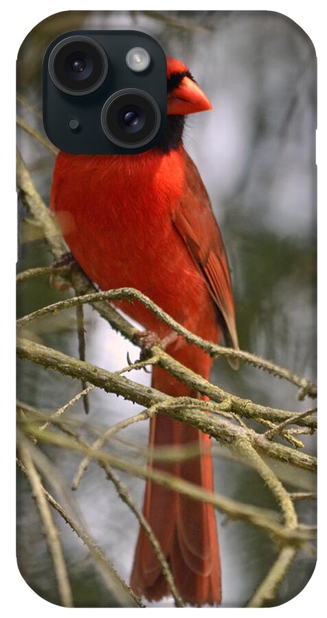 Cardinal iPhone Case featuring the photograph Cardinal in Spruce by Ann Bridges