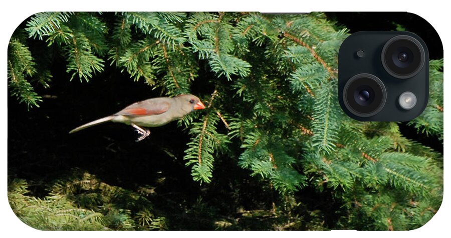 Animals iPhone Case featuring the photograph Cardinal Just A Hop Away by Thomas Woolworth