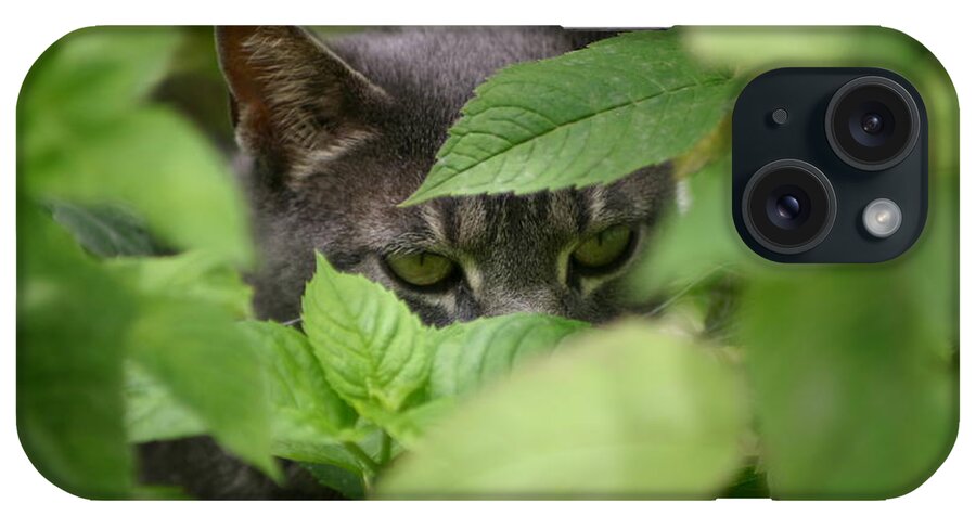 Cat iPhone Case featuring the photograph Cat Eyes by Robert E Alter Reflections of Infinity