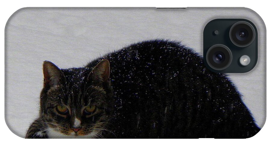 Cat iPhone Case featuring the photograph Cat funnies by Kim Galluzzo