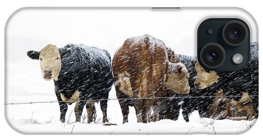 Cattle iPhone Case featuring the photograph Cattle in a Snowstorm in SouthWest Michigan by Randall Nyhof
