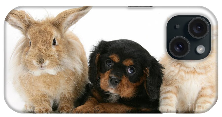 Animal iPhone Case featuring the photograph Cavalier King Charles Spaniel Pup by Mark Taylor