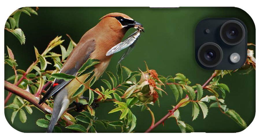 Bird iPhone Case featuring the photograph Cedar Waxwing with a bug by Jim Boardman