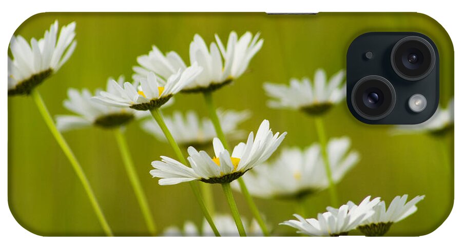 Leucanthemum Vulgare iPhone Case featuring the photograph Cheerful Daisy Wildflowers Blowing in the Wind by Kathy Clark