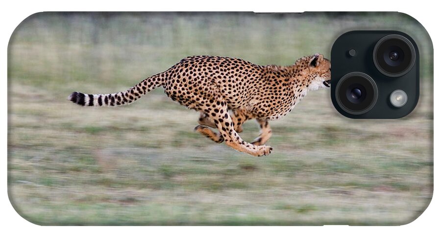 Mp iPhone Case featuring the photograph Cheetah Acinonyx Jubatus Running by Suzi Eszterhas