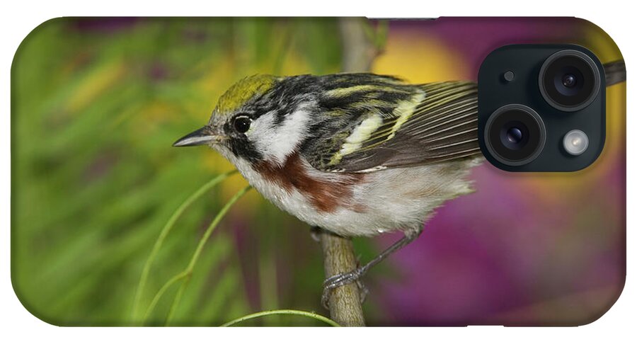 Mp iPhone Case featuring the photograph Chestnut-sided Warbler Dendroica by Tom Vezo