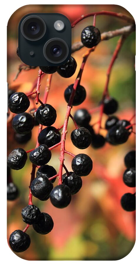 Berries iPhone Case featuring the photograph Chokecherry by Jim Sauchyn
