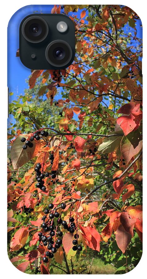 Berries iPhone Case featuring the photograph Chokecherry Tree by Jim Sauchyn