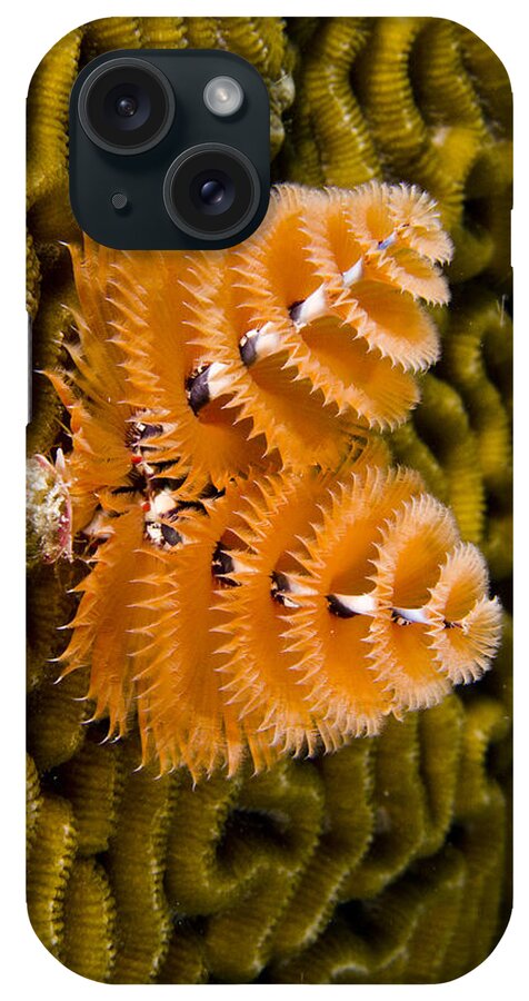 Mp iPhone Case featuring the photograph Christmas Tree Worm Spirobranchus by Pete Oxford