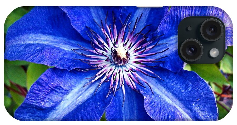 Clematis iPhone Case featuring the photograph Clematis by Nick Kloepping