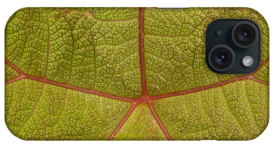 Mp iPhone Case featuring the photograph Close-up Of A Leaf In The Cloud Forest by Pete Oxford