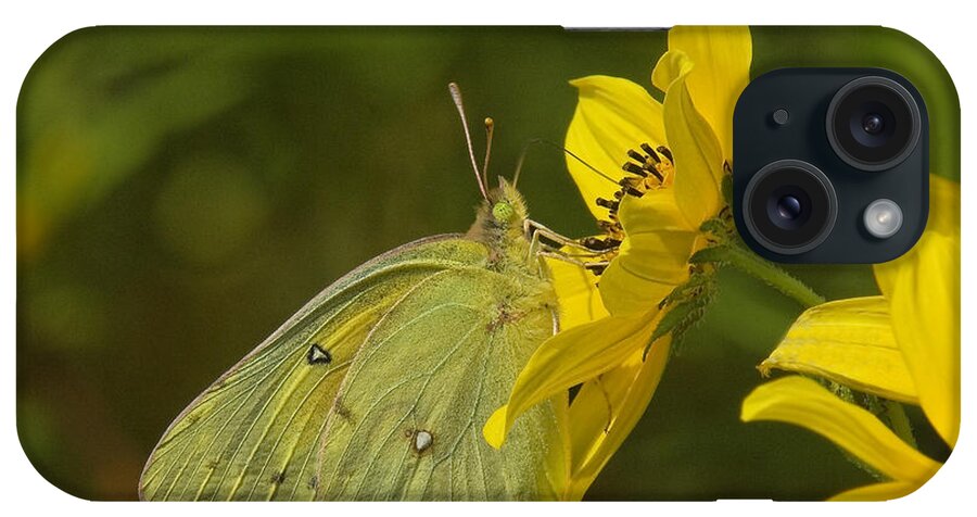 Nature iPhone Case featuring the photograph Clouded Sulphur Butterfly DIN099 by Gerry Gantt