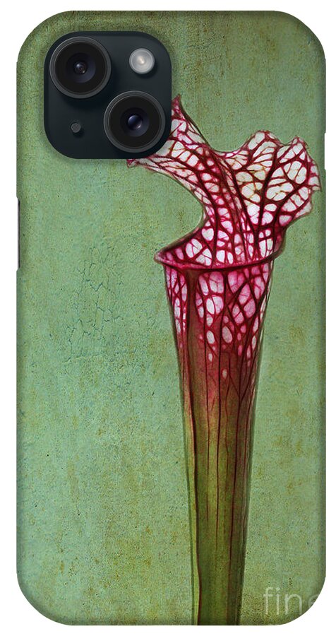 Cobra iPhone Case featuring the photograph Cobra Lily by Judi Bagwell