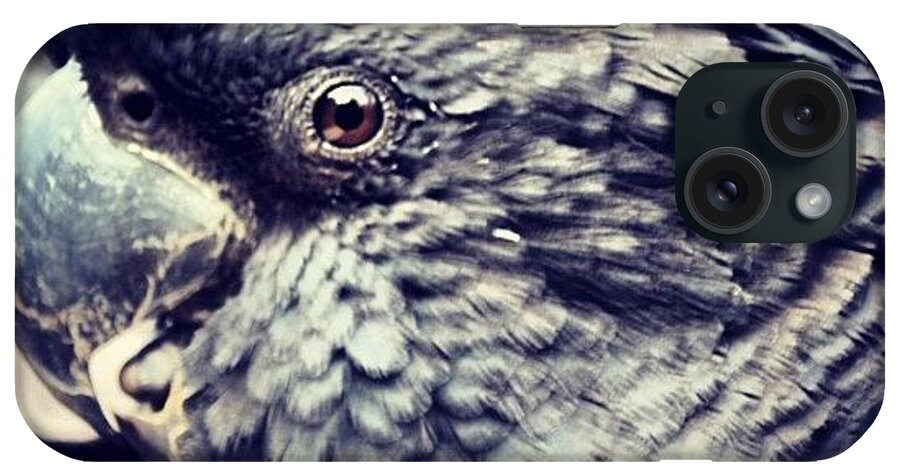 Cockatoo iPhone Case featuring the photograph #cockatoo #redtailcockatoo #bird by Belinda Newell