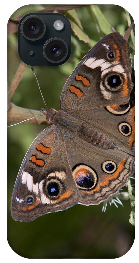 Marsh iPhone Case featuring the photograph Common Buckeye Butterfly DIN182 by Gerry Gantt