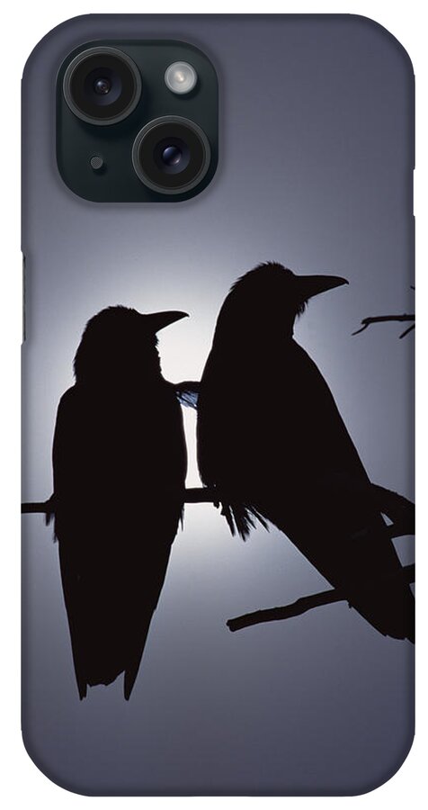 Mp iPhone Case featuring the photograph Common Raven Corvus Corax Pair Perching by Michael Quinton