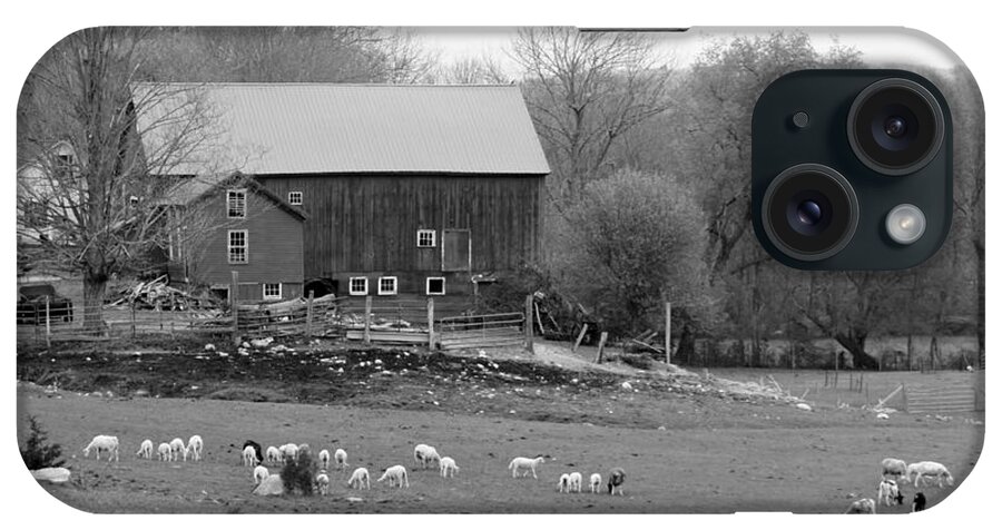 Spring Lambs iPhone Case featuring the photograph Connecticut Sheep Farm by Kim Galluzzo