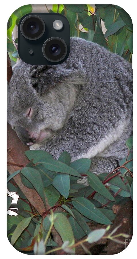 Koala iPhone Case featuring the photograph Cooladi by Carol Bradley