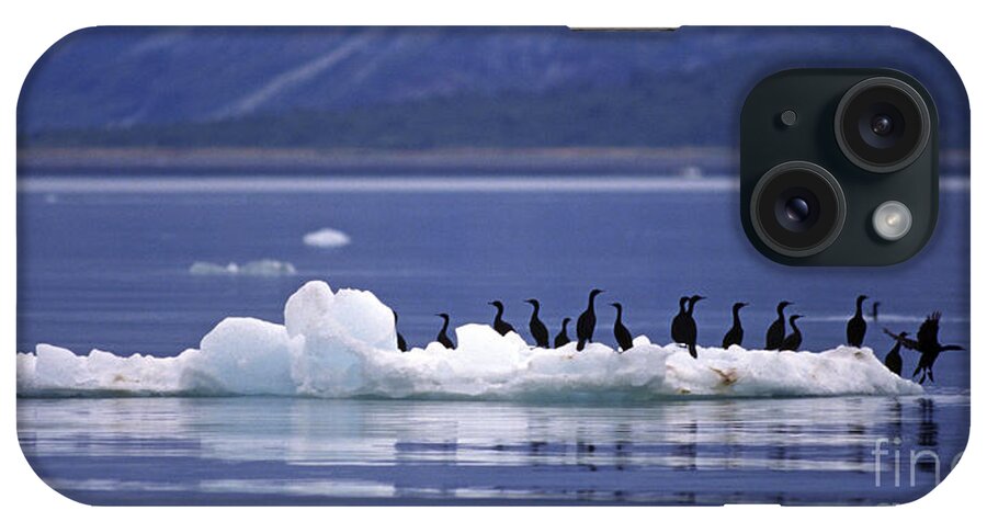 Craig Lovell iPhone Case featuring the photograph Cormorants on Ice Floe - Glacier Bay Alaska by Craig Lovell