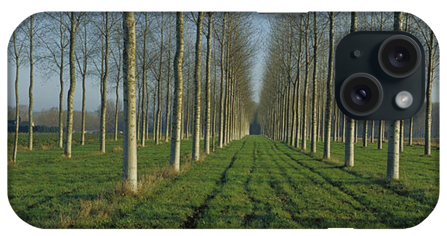 Mp iPhone Case featuring the photograph Cottonwood Populus Sp Plantation, France by Cyril Ruoso