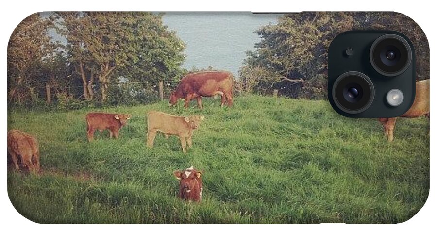 Cows iPhone Case featuring the photograph Cows And Baby Cows Awww #moo #cows by Amy Reid 💜