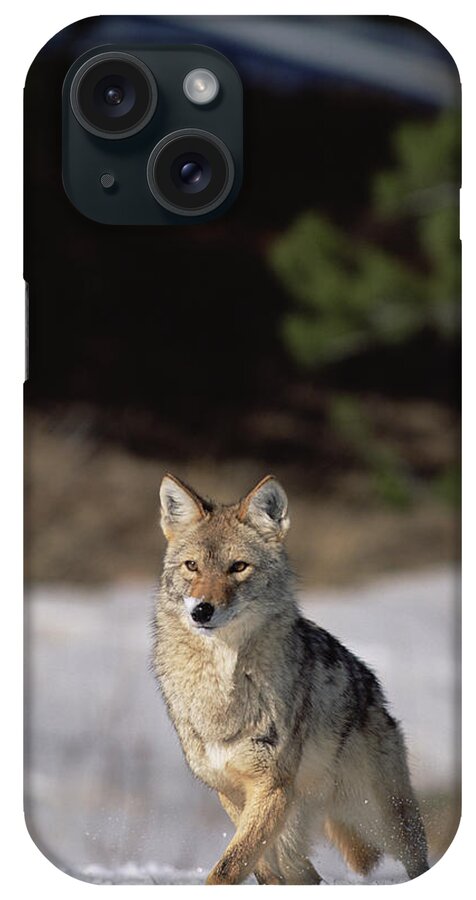 Mp iPhone Case featuring the photograph Coyote Canis Latrans Portrait by Konrad Wothe